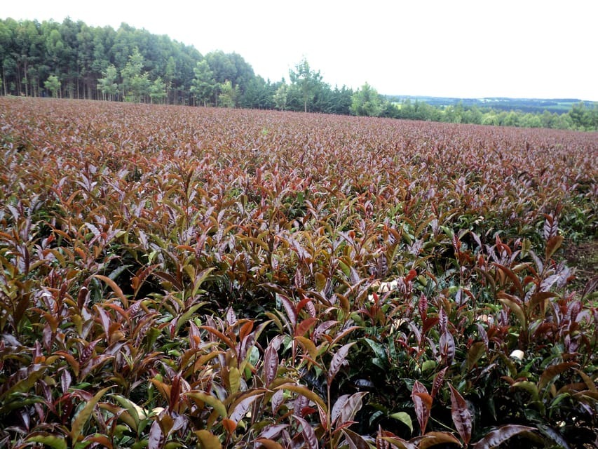 Kenyan Tea Plantations
